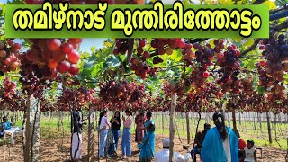 മുന്തിരിത്തോട്ടം | Appachi Panne | Grape garden | kambam Tamilnadu