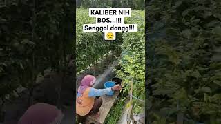 Panen cabai rawit KALIBER umur 5 bulan sudah panen 9x