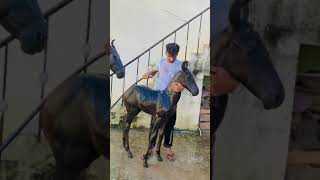 baby horse | wchera | black horse |  horse | punjabi | jattlife | desi horse | horse lover