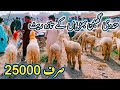 اپڈیٹ مندری گھبن بھڑیوں کے تازہ ترین ریٹ New Latest Rates Sheeps Mandi