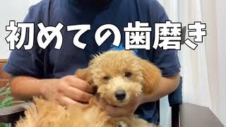 トイプードル子犬が歯磨きシートで初めての歯磨き😁予想外の事態が発覚😳【トイプードル子犬】toypoodle