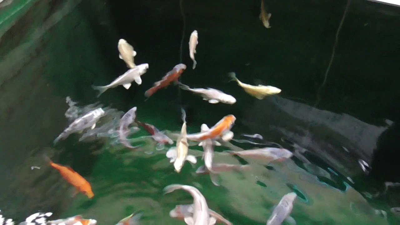 Rainbow Koi, Wiltshire. Video Of High Grade Japanese Koi In Vat 1 - YouTube