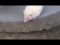 ハリネズミ はじめての屋外散歩 walk for the first time hedgehog