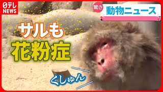 【どうぶつニュース】サルも花粉症になる？/水族館からラッコが消える？/セイウチの“嫁入り”/「チンパンジー総選挙」 など