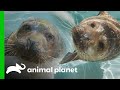 Sidney the Harbor Seal Moves Cross Country! | The Zoo