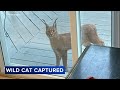 Wild cat in Hoffman Estates captured