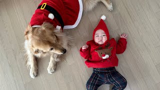 골든리트리버 모리와 아기의 첫 번째 메리크리스마스 goldenretriever Mori and a baby with Christmas