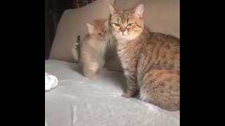 母猫にひたすら甘える子猫