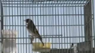 Καρδερίνα κελαηδάει!!! (Carduelis Singing)