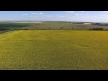 sunflowers near fargo north dakota