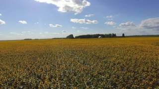 Sunflowers near Fargo North Dakota