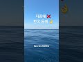 🤿한국 3대 diving 포인트 왕돌초로 날아가는 중~~~⛴️