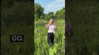 Plant and wildflower diversity in a remnant prairie #shortsvideo #shortsfeed #shorts