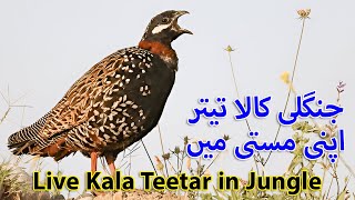 Live Kala Teetar in Jungle | Black Partridge Sound | Francolin Voice | Kali Madi ki Awaz