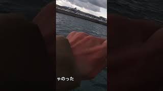 爆風の中、堤防の足元で生きたアジを泳がせた結果…！#shorts#釣り#泳がせ釣り