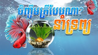 How to raise fish brings good luck #តើគួរចិញ្ចឹមត្រីបែបណាទើបនាំមកនូវសំណាងល្អដល់អ្នក??