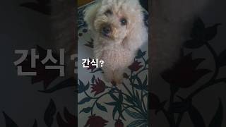 #산책?#간식? 뭐가 더 좋을까?#댕댕이 고민중 🐶