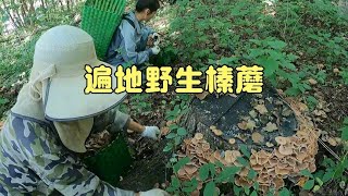 东北林区野生榛蘑泛滥，一片一片的都没下脚地方，一天卖了700多RMB！#农村生活 #东北林区 【913的乡野生活】