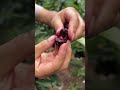 very happy harvesting cherry fruit in the farm fruit natural satisfying agriculture