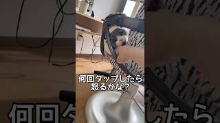 何回タップしたら怒るかな【美容室と猫】#猫 #猫のいる生活 #shorts