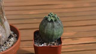 Euphorbia obesa update