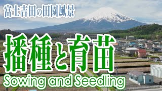 富士吉田の田園風景 | 播種と育苗 - Sowing and Seedling