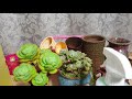 💥밤에 다육이 잎에 다이소 영양제 뿌리기 💥다육이 예쁘게 물들이기 팁♡ succulents 多肉植物