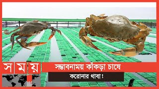 করোনায় রপ্তানি বন্ধ:লোকসানে কাঁকড়া চাষিরা! | True crabs In Bangladesh | Business News