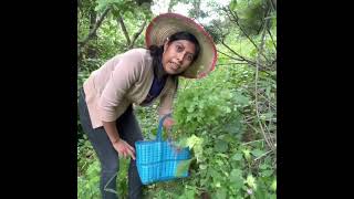 Cortando los Tlapanchis, Pápalos y Pipichas en el Campo