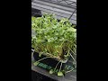 How To Grow Daikon Radish Microgreens At Home!