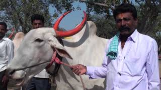 Mudalagi farmers with khillari bulls in market