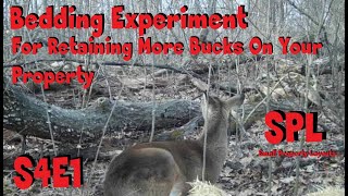 Bedding experiment for retaining bucks on your property SPL s4e1