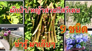 9 ผักป่า/หญ้าสวน(9 art ogräs ätbara),‼️สวีเดน, น่ารู้ น่ากิน 9 ชนิด มีอะไรบ้าง⁉️25/5/2020