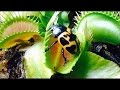 VENUS FLYTRAP JAWS OF DOOM!! 2014 compilation