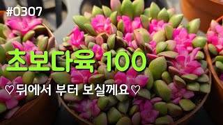 #0307 다육 초보자가 좋아하는 국민다육 100종!! ♡주문 010-5335-1080