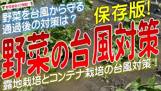 野菜の台風対策（台風の豪雨と強風から野菜を守る方法）露地栽培とコンテナ栽培の台風対策を解説します！