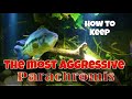 The How To's of keeping  Aggressive CICHLIDS OF THE AMERICAS