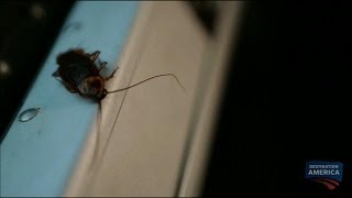 Cockroach Bus | My Trip From Hell