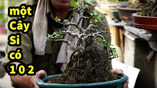 Thắng Bonsai Lên Cây Si Bám Đá 12 Năm Bé Mini Siêu GIà VÀ TÁc Phẩm Sung Giao Lưu