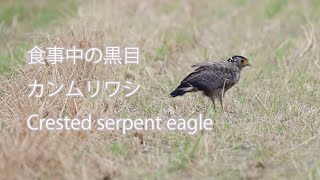 【食事中の黒目】カンムリワシ Crested serpent eagle