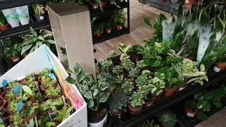 Great house plant haul pothos ferns monstera pepperomia and more wow