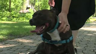 MPP wants to overturn Ontario's pit bull ban