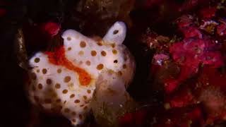 イロカエルアンコウ幼魚|伊豆大島|秋の浜