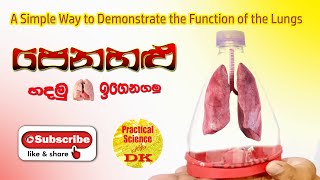 පෙනහළු හදමු | Let's Make a Simple Lung Model by Balloons