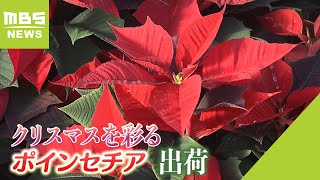 クリスマスを彩るポインセチア　国内有数の生産地・徳島県小松島市では出荷の最盛期（2023年12月7日）