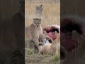 pumas fighting over a guanaco kill