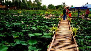 រមណីយដ្ឋានបឹងឈូកក្រុងប៉ោប៉ែត, Resort berng Chuck poipet