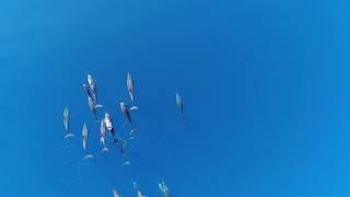 Dolphins Drone 4K 1min