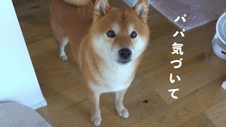 無言で訴え続ける柴犬！数分後飼い主は重大な過ちに気づきました…