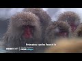 Primates | BBC Earth | BBC Player